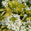 Choisya ternata 'Sundance' fleur